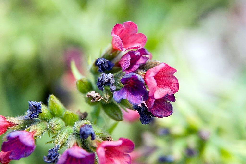 Pulmonaria 'Raspberry Splash' (Pulmonaria 'Raspberry Splash')