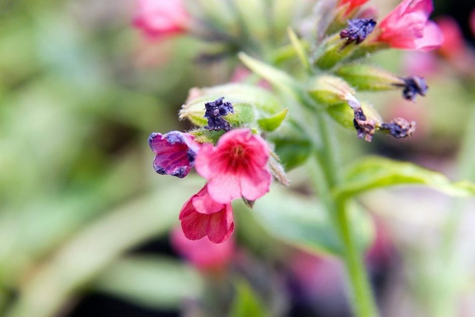 Como plantar Pulmonaria 'Raspberry Splash' (Pulmonaria 'Raspberry Splash')_1