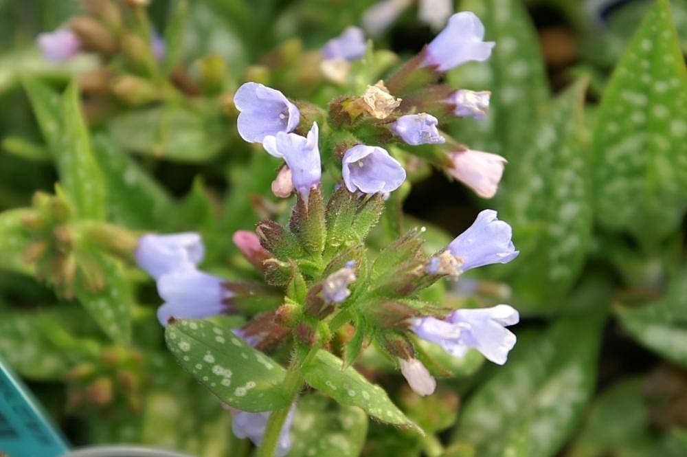 Pulmonaria 'Roy Davidson' (Pulmonaria 'Roy Davidson')