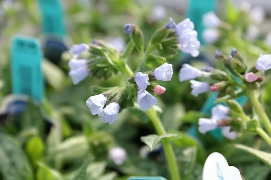 Como plantar Pulmonaria 'Roy Davidson' (Pulmonaria 'Roy Davidson')_1