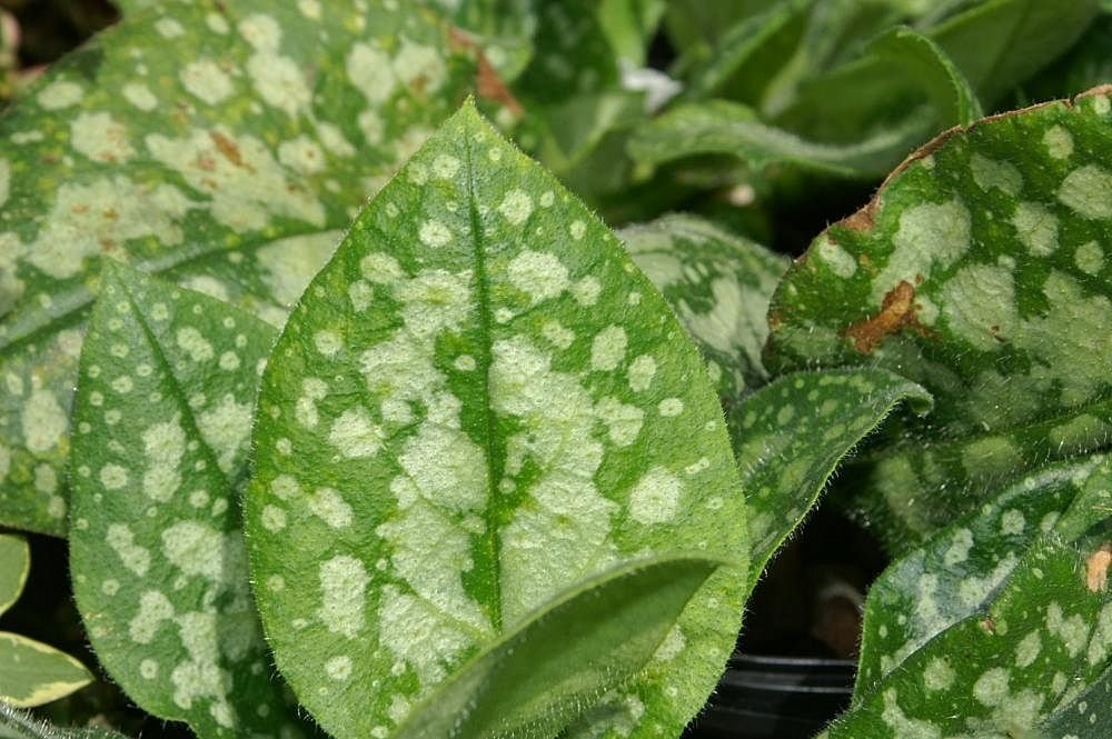 Pulmonaria 'Sissinghurst White' (Pulmonaria 'Sissinghurst White')