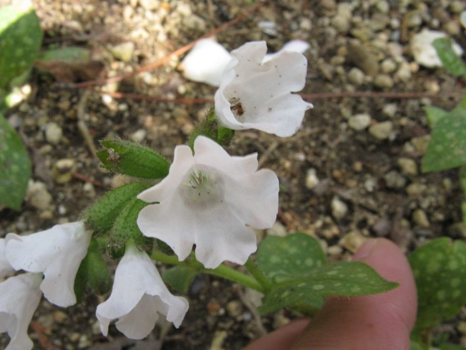 Como plantar Pulmonaria 'Sissinghurst White' (Pulmonaria 'Sissinghurst White')_1