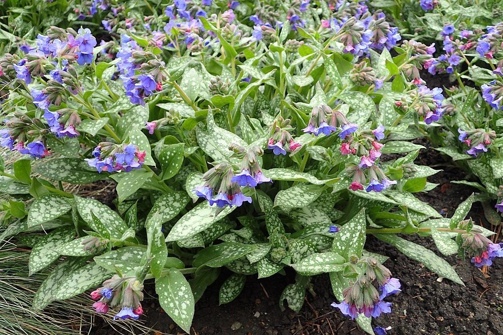 Pulmonaria 'Trevi Fountain' (Pulmonaria 'Trevi Fountain')