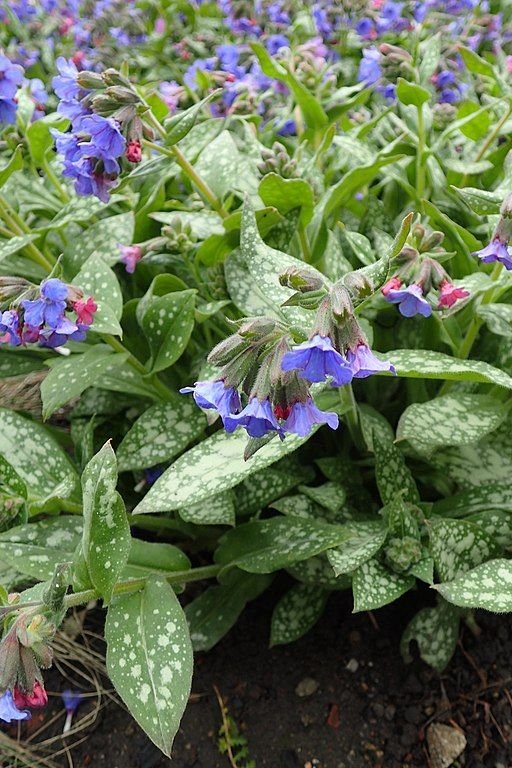 Como plantar Pulmonaria 'Trevi Fountain' (Pulmonaria 'Trevi Fountain')_1