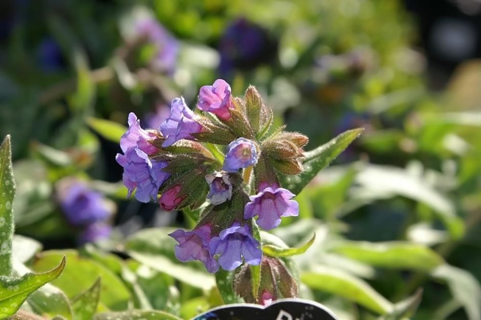 Onde plantar Pulmonaria 'Trevi Fountain' (Pulmonaria 'Trevi Fountain')_2