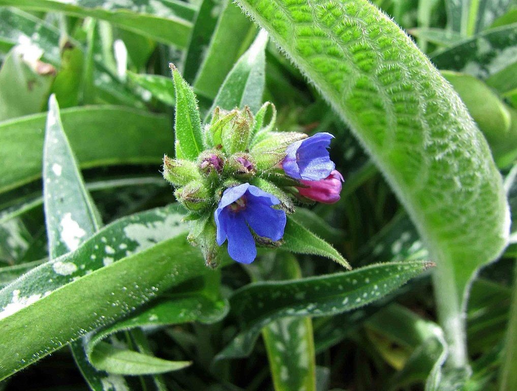 Pulmonaria longifolia 'Bertram Anderson' (Pulmonaria longifolia 'Bertram Anderson')