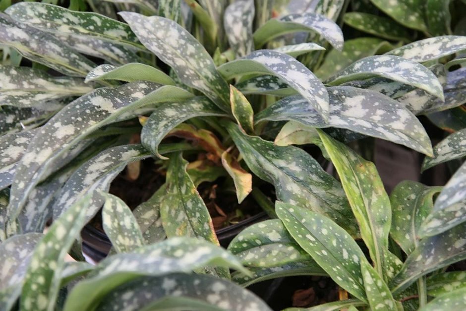 Como plantar Pulmonaria longifolia 'Bertram Anderson' (Pulmonaria longifolia 'Bertram Anderson')_1
