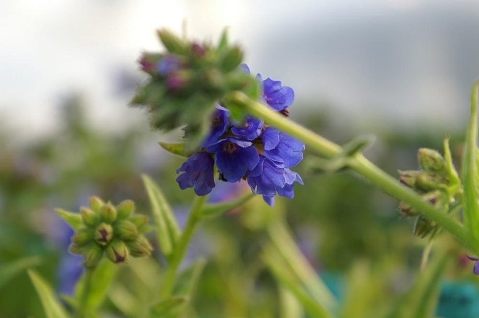 Onde plantar Pulmonaria longifolia 'Bertram Anderson' (Pulmonaria longifolia 'Bertram Anderson')_2