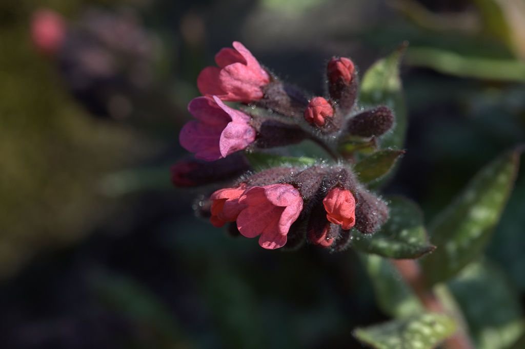 Pulmonaria saccharata 'Leopard' (Pulmonaria saccharata 'Leopard')