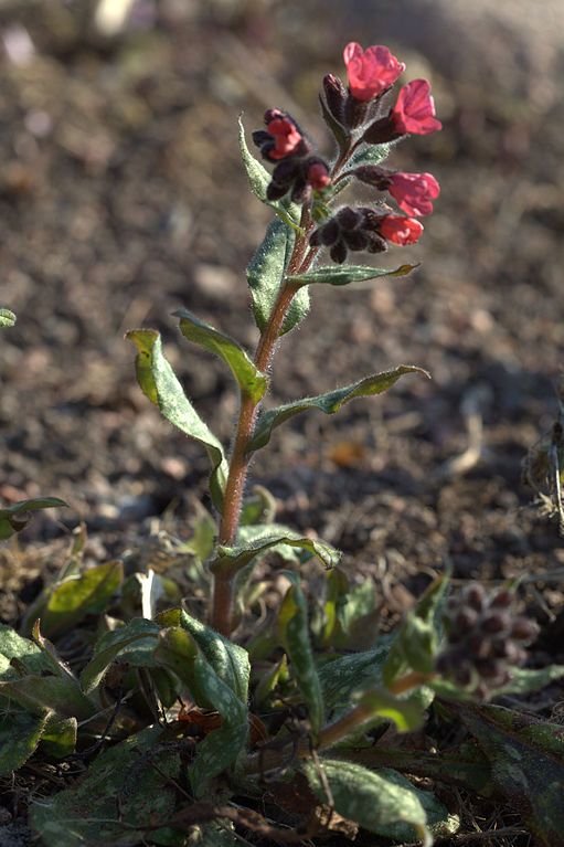 Como plantar Pulmonaria saccharata 'Leopard' (Pulmonaria saccharata 'Leopard')_1