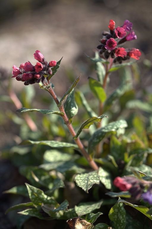 Onde plantar Pulmonaria saccharata 'Leopard' (Pulmonaria saccharata 'Leopard')_2