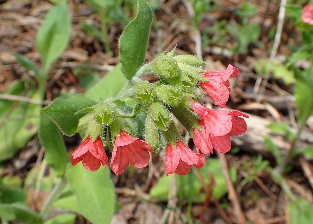 Pulmonária vermelha (Pulmonaria rubra)