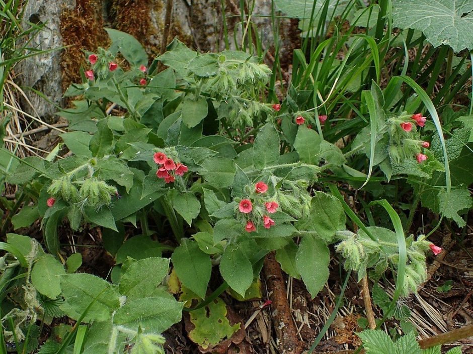 Como plantar Pulmonária vermelha (Pulmonaria rubra)_1