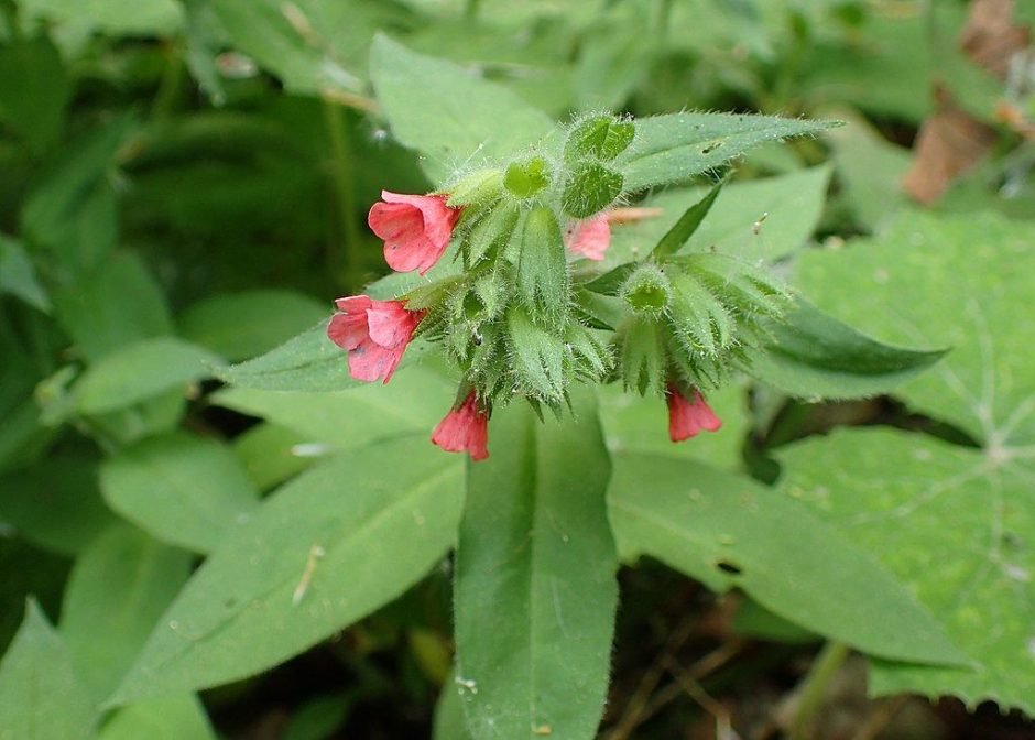 Onde plantar Pulmonária vermelha (Pulmonaria rubra)_2