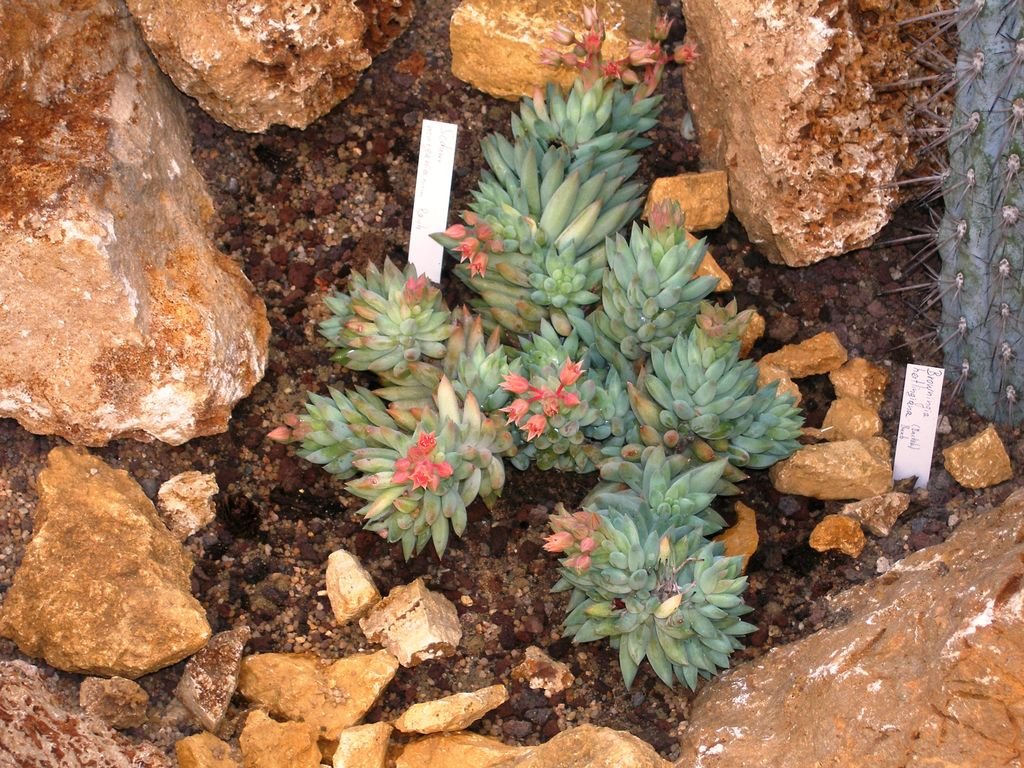 Rabo-de-burro (Sedum morganianum)
