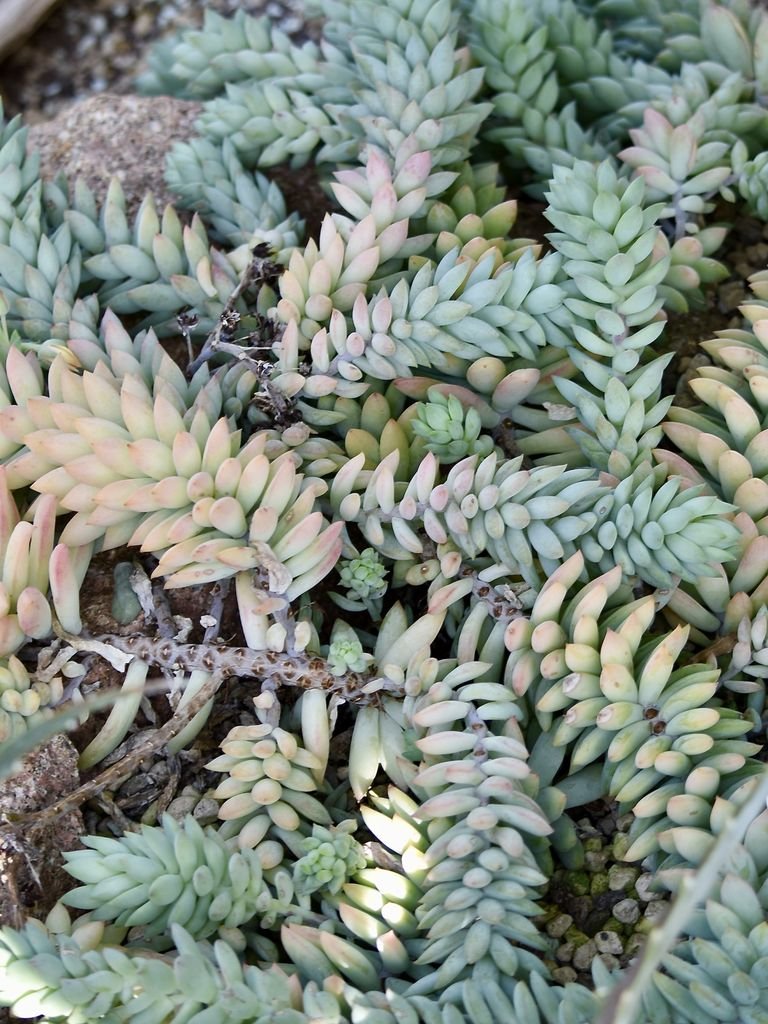 Como plantar Rabo-de-burro (Sedum morganianum)_1