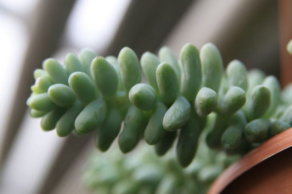 Onde plantar Rabo-de-burro (Sedum morganianum)_2