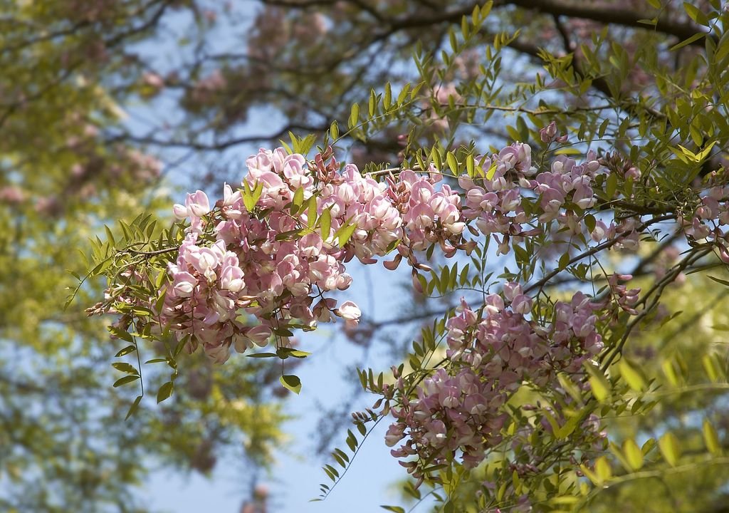Robinia × slavinii 'Hillieri' (Robinia × slavinii 'Hillieri')