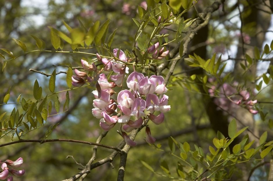 Onde plantar Robinia × slavinii 'Hillieri' (Robinia × slavinii 'Hillieri')_2