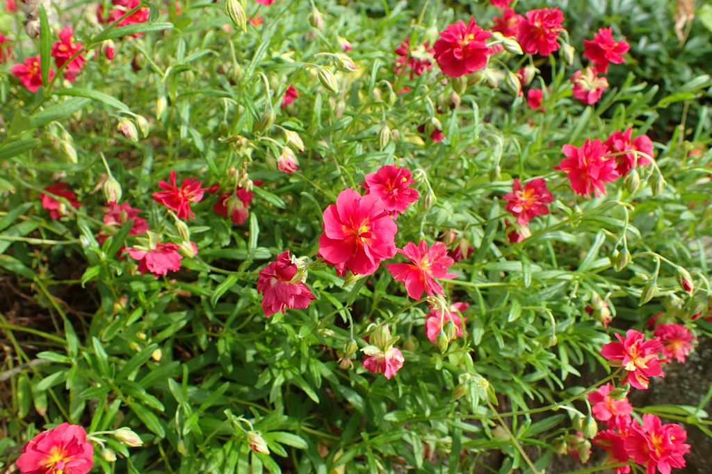 Rosa-das-rochas 'Cerise Queen' (Helianthemum 'Cerise Queen')