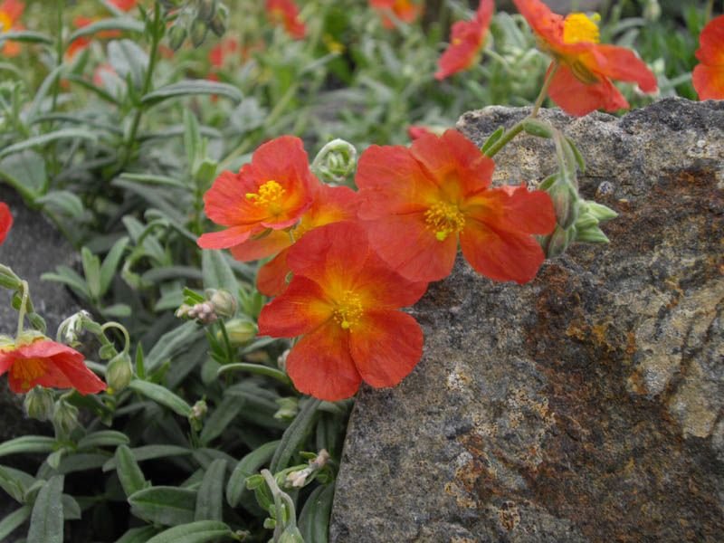 Rosa-das-rochas 'Fire Dragon' (Helianthemum 'Fire Dragon')