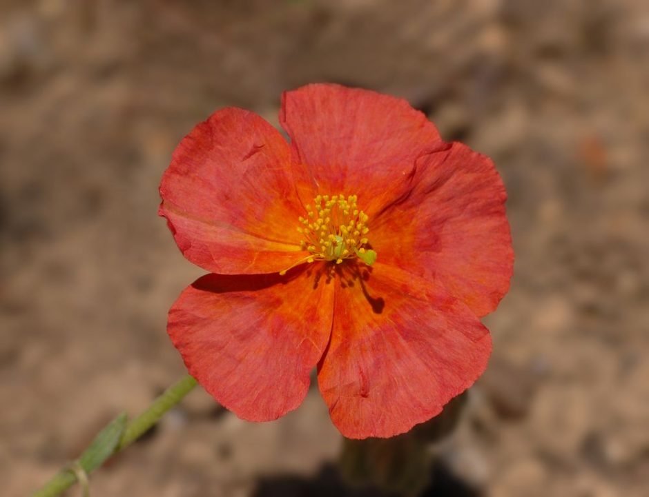 Como plantar Rosa-das-rochas 'Fire Dragon' (Helianthemum 'Fire Dragon')_1
