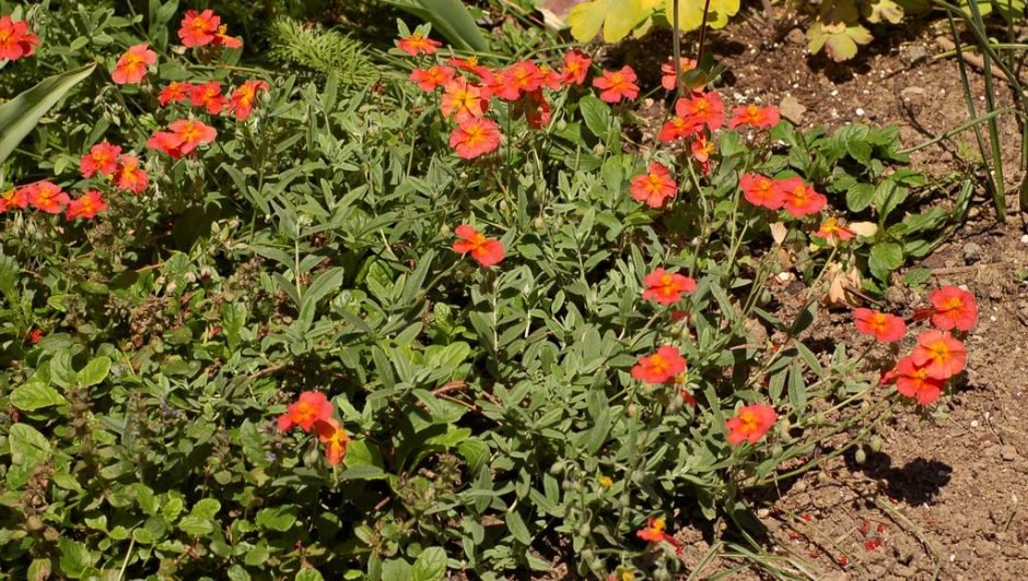 Onde plantar Rosa-das-rochas 'Fire Dragon' (Helianthemum 'Fire Dragon')_2