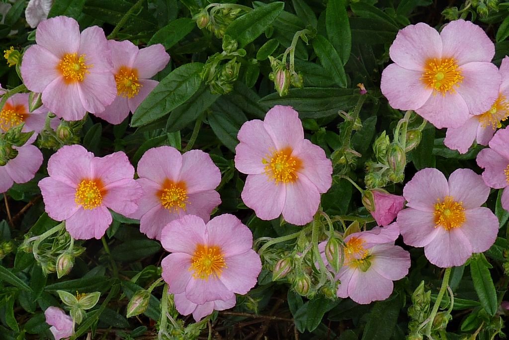 Rosa-das-rochas 'Lawrenson's Pink' (Helianthemum 'Lawrenson's Pink')
