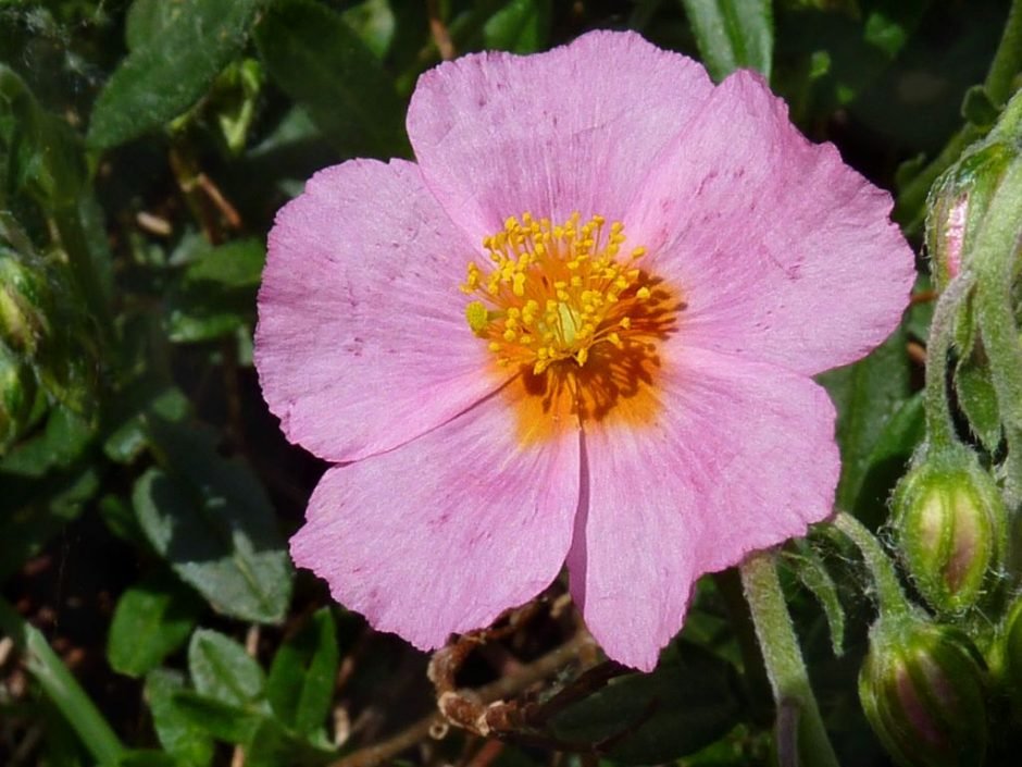 Como plantar Rosa-das-rochas 'Lawrenson's Pink' (Helianthemum 'Lawrenson's Pink')_1
