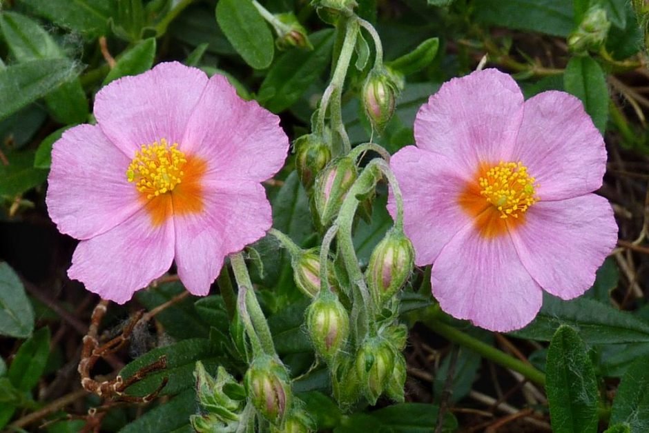 Onde plantar Rosa-das-rochas 'Lawrenson's Pink' (Helianthemum 'Lawrenson's Pink')_2