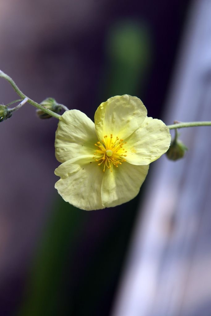 Como plantar Rosa-das-rochas 'Wisley Primrose' (Helianthemum 'Wisley Primrose')_1