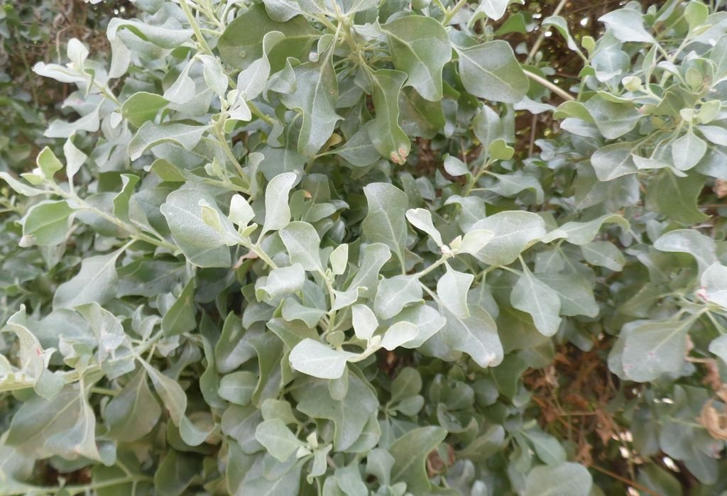 Salgadeira (Atriplex halimus)