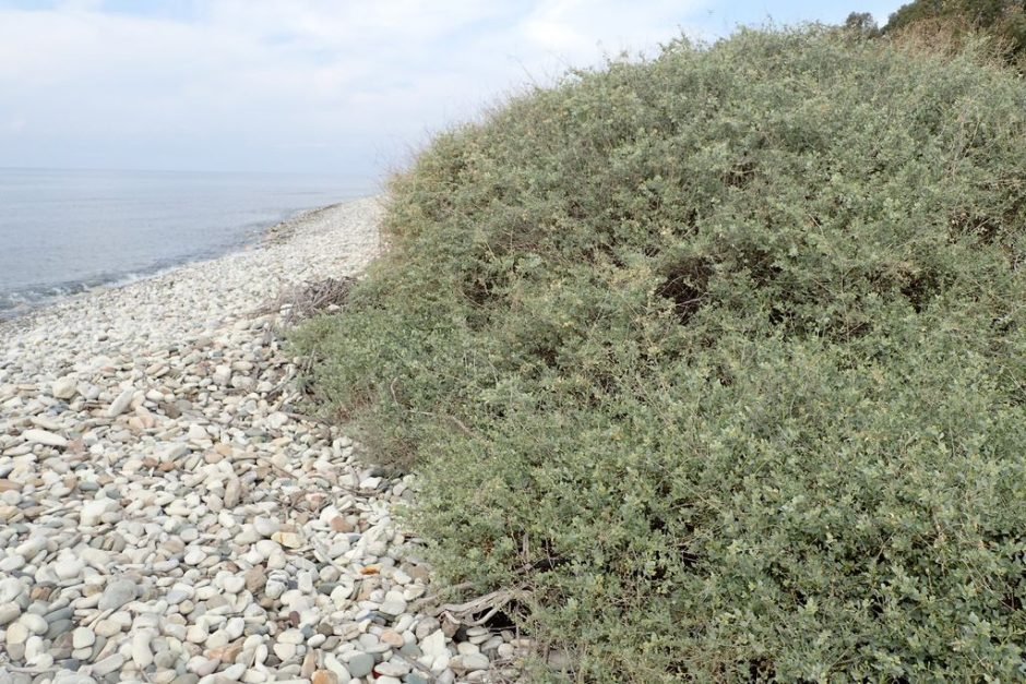 Como plantar Salgadeira (Atriplex halimus)_1