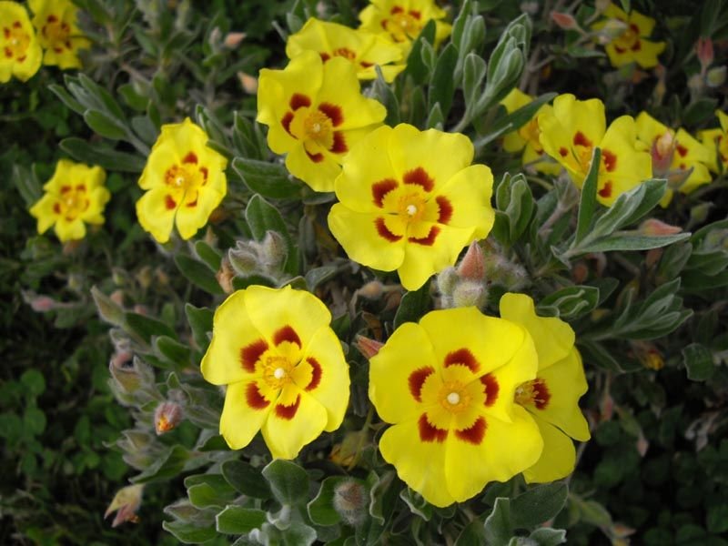 Sargaça (Halimium lasianthum)