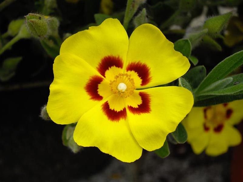 Como plantar Sargaça (Halimium lasianthum)_1