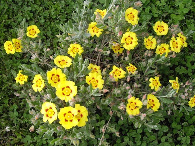Onde plantar Sargaça (Halimium lasianthum)_2
