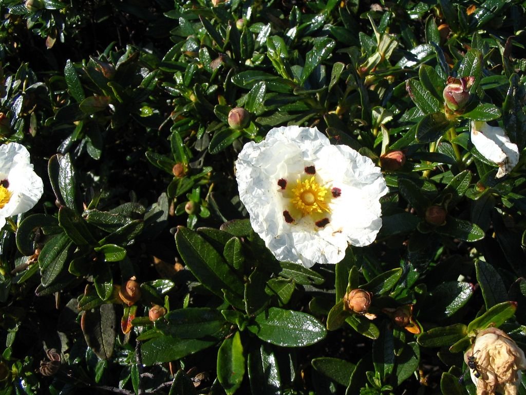 Sargação (Cistus × dansereaui)