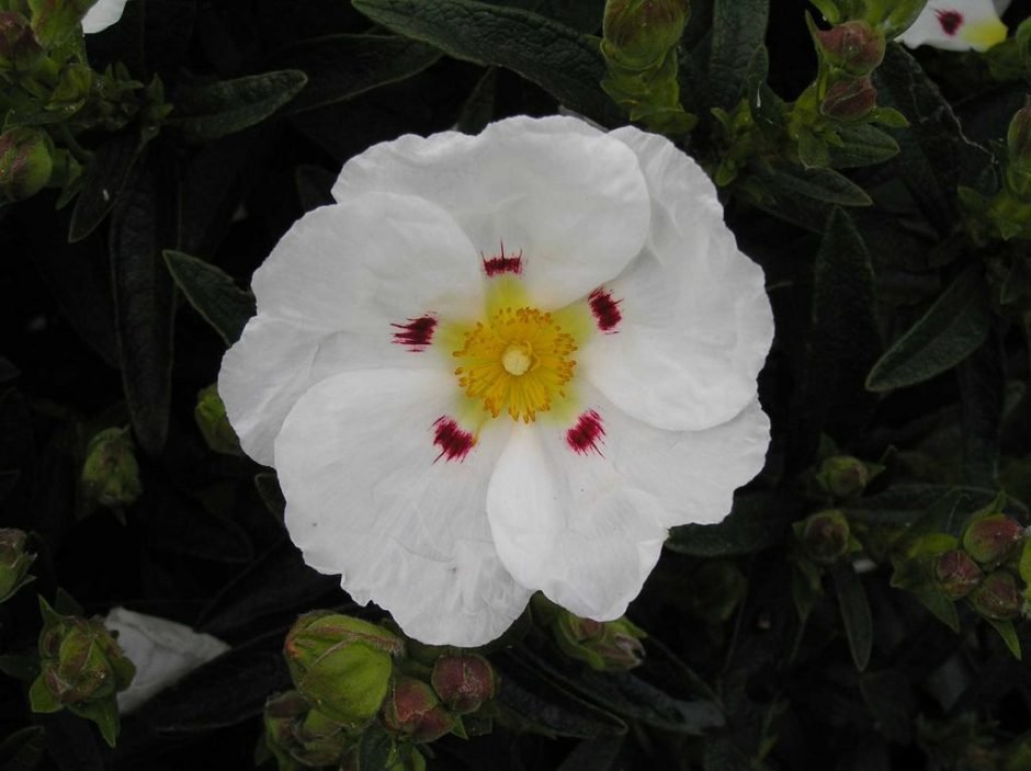 Como plantar Sargação (Cistus × dansereaui)_1