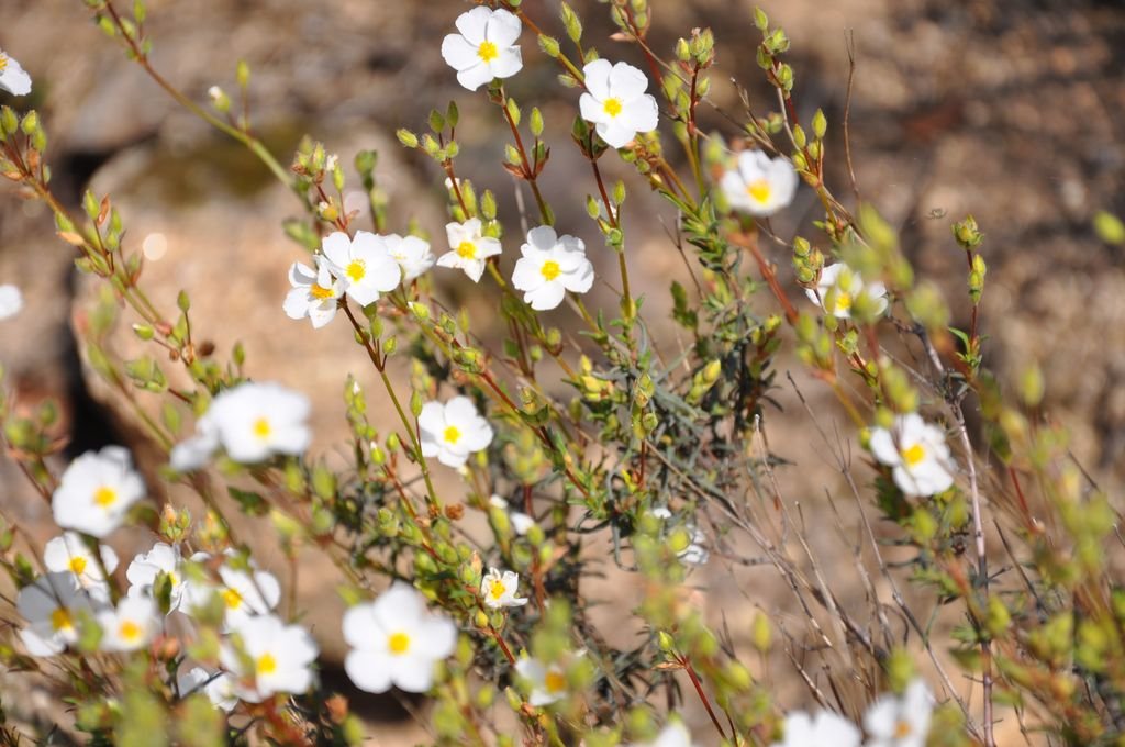 Sargacinho-peganhoso (Halimium umbellatum)