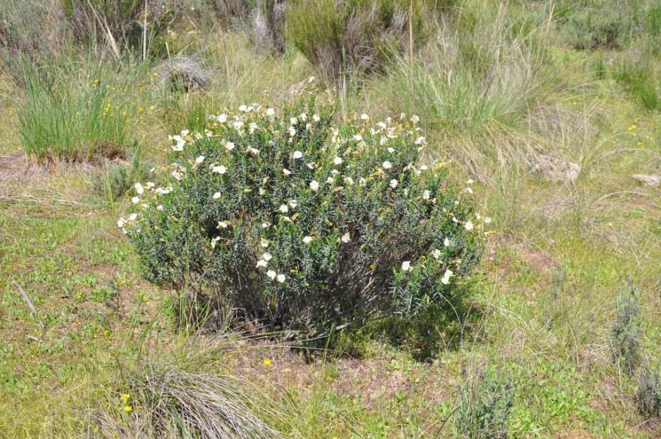 Como plantar Sargacinho-peganhoso (Halimium umbellatum)_1