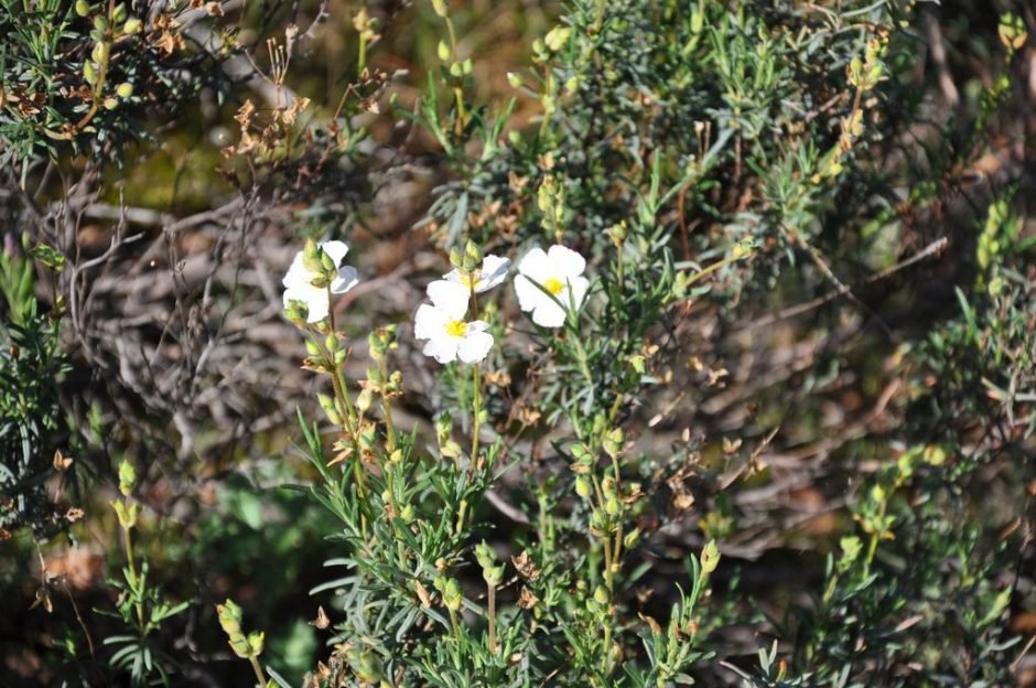 Onde plantar Sargacinho-peganhoso (Halimium umbellatum)_2
