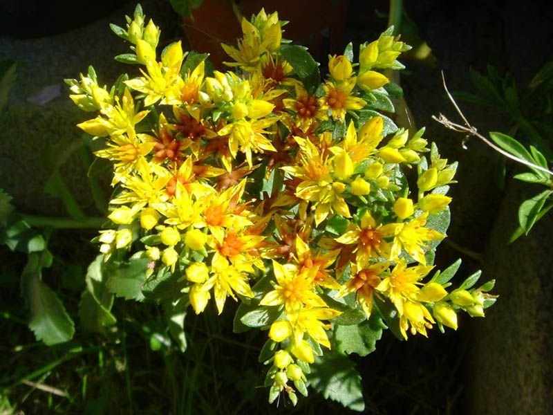 Sedum aizoon 'Euphorbioides' (Sedum aizoon 'Euphorbioides')