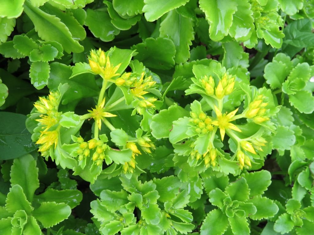 Sedum aizoon (Sedum aizoon)