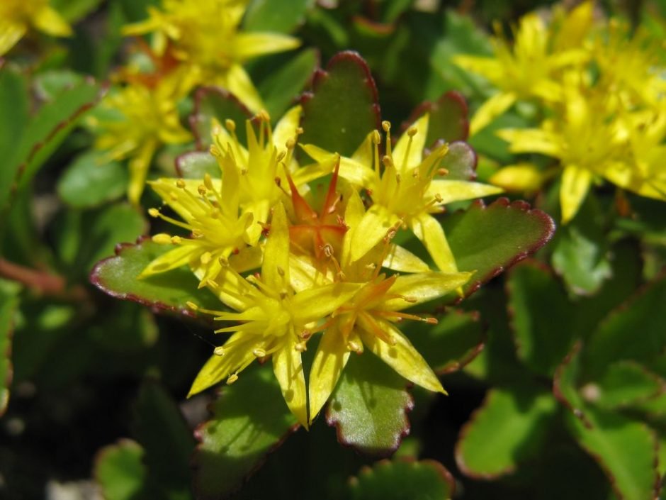 Como plantar Sedum aizoon (Sedum aizoon)_1