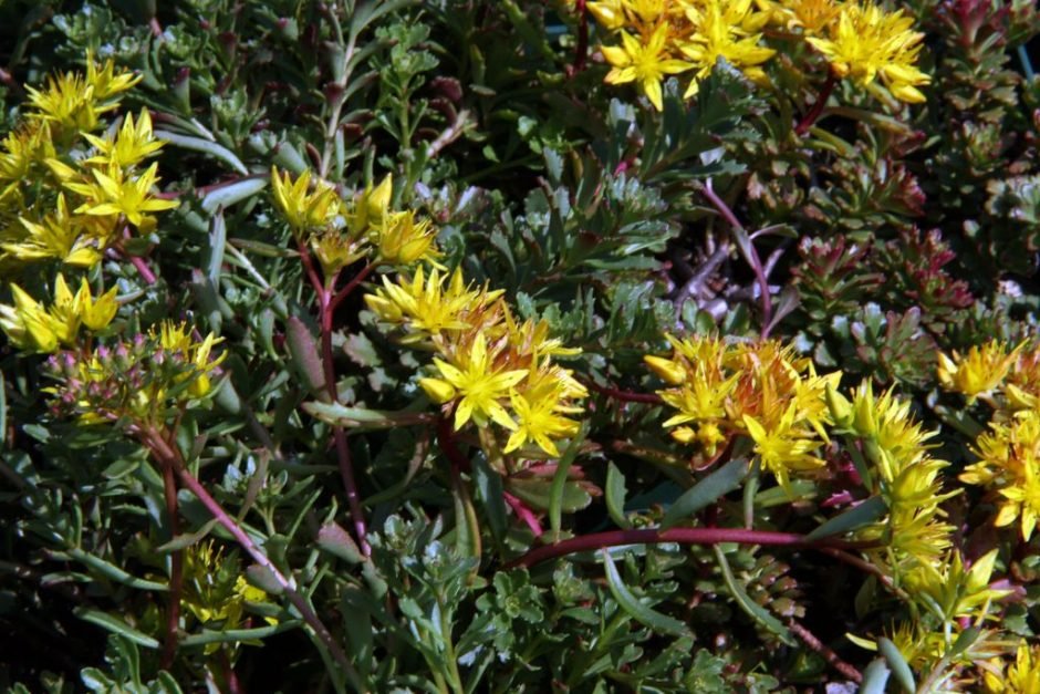 Como plantar Sedum kamtschaticum var. floriferum 'Weihenstephaner Gold' (Sedum kamtschaticum var. floriferum 'Weihenstephaner Gold')_1
