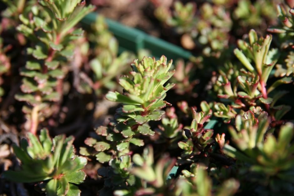 Onde plantar Sedum kamtschaticum var. floriferum 'Weihenstephaner Gold' (Sedum kamtschaticum var. floriferum 'Weihenstephaner Gold')_2
