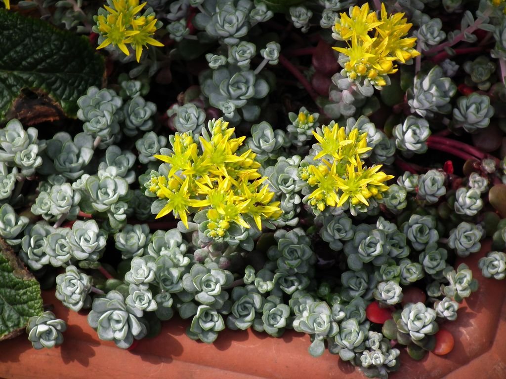 Sedum spathulifolium 'Cape Blanco' (Sedum spathulifolium 'Cape Blanco')