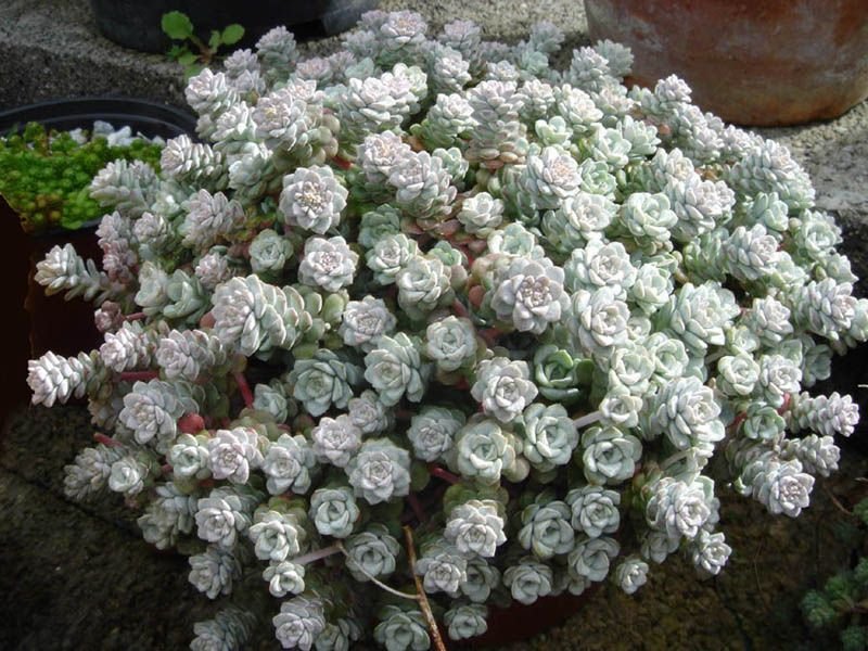 Como plantar Sedum spathulifolium 'Cape Blanco' (Sedum spathulifolium 'Cape Blanco')_1
