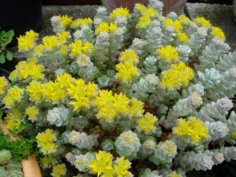 Onde plantar Sedum spathulifolium 'Cape Blanco' (Sedum spathulifolium 'Cape Blanco')_2