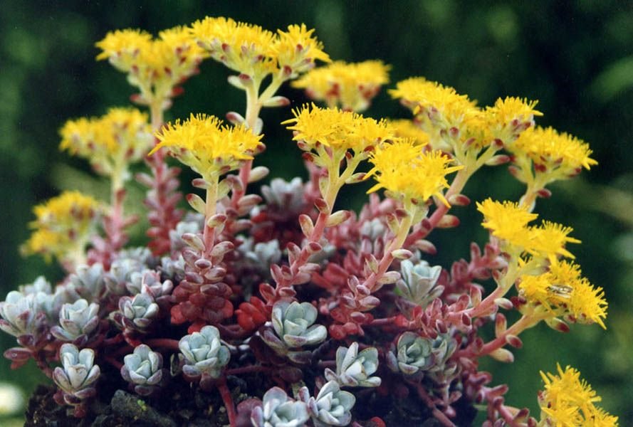 Sedum spathulifolium 'Purpureum' (Sedum spathulifolium 'Purpureum')